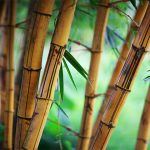 Właściwości bambusa — najbardziej ekologicznej rośliny świata